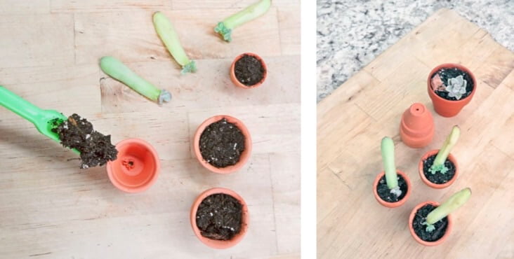 These whole-leaf succulent cuttings have grown baby shoots, so I’m planting them in tiny clay pots. The mother leaf will die away, and the plantlet can grow in the small pot until its roots fill the container. 