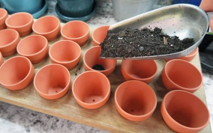 Small 2-inch clay pots with a drainage hole are perfect for starting individual succulent and cactus seeds or for succulent cuttings. 