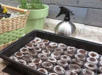 Porous seedling plugs placed in a watertight tray.
