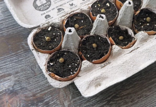 Sowing pea seeds into eggshells filled with potting mix. After seeds germinate, you can transplant the entire shell into a new container or into the garden. 