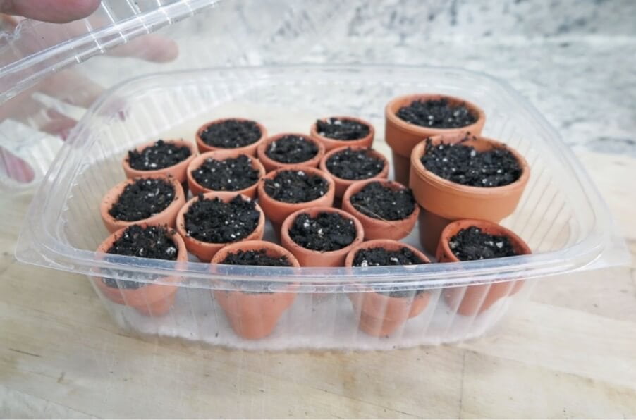 Tiny clay pots used for germinating succulent and cactus seeds are placed inside a repurposed plastic food container, with a piece of capillary mat to regulate moisture. 