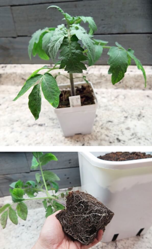 Now that this tomato transplant has rooted out to all sides of the 4-inch pot, it is ready to be bumped up to a larger container or planted into the outdoor garden. 