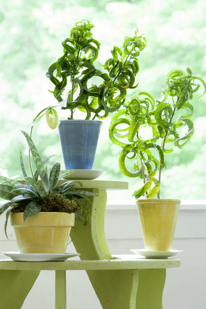 Play with your plants. Given colorful containers, Codiaeum variegatum ‘Revolutions’ is even more eye-catching.