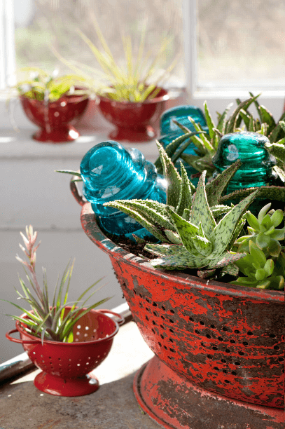 Aloes make great bedfellows, and they are so easy to accommodate. You can even tuck them into a colander.