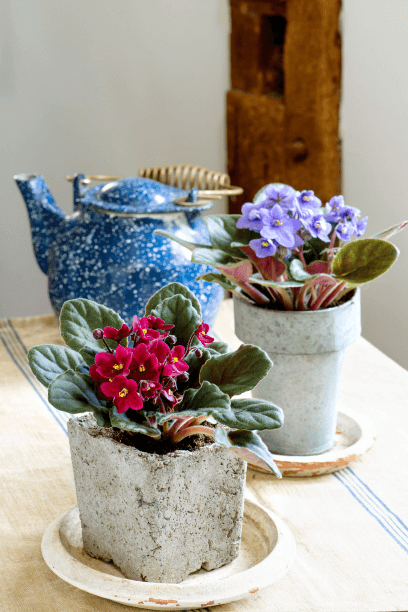 Because they remain diminutive, stashing African violets (Saintpaulia cultivars) in cement cubes and zinc pots works great, especially if they can soak up water from below.