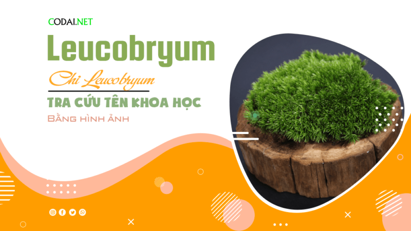 Tra cứu tên khoa học của các loài cây thuộc chi Leucobryum bằng hình ảnh