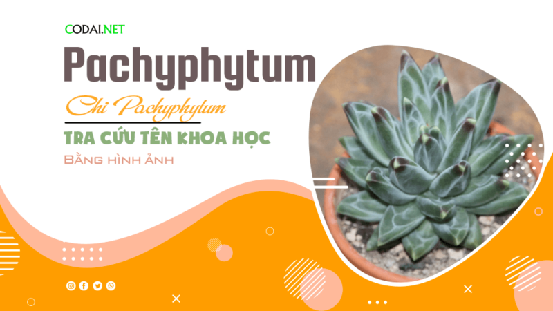 Tra cứu tên khoa học của các loài cây thuộc chi Pachyphytum bằng hình ảnh