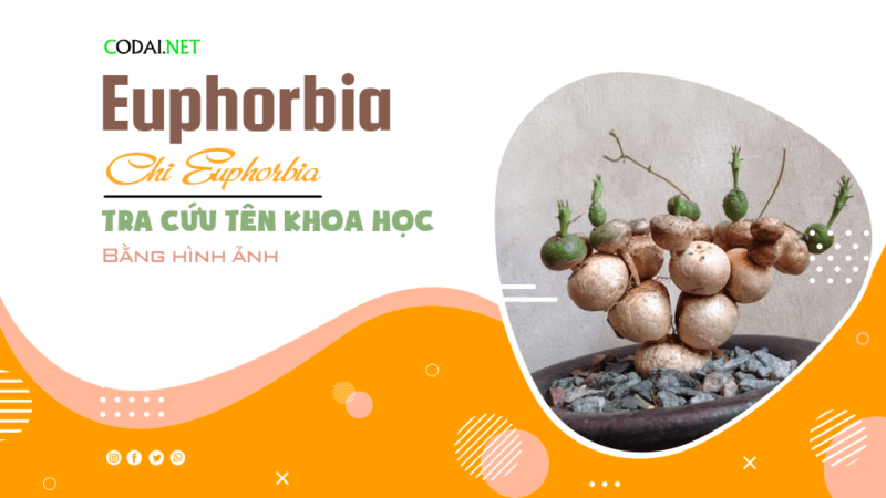 Tra cứu tên khoa học của các loài cây thuộc chi Euphorbia bằng hình ảnh