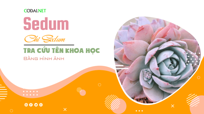 Tra cứu tên khoa học của các loài cây thuộc chi Sedum bằng hình ảnh