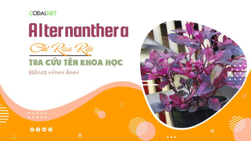 Tra cứu tên khoa học của các loài thuộc chi Alternanthera (chi Rau Rệu ...