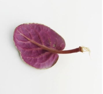 The cells of this African violet leaf petiole can grow new root and shoot tissue, creating an entirely new plant. Not all plants have this potential vegetatively.