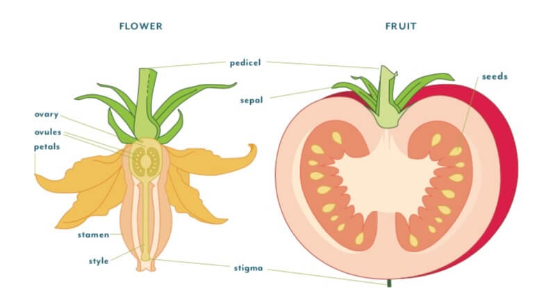 A perfect (or self-pollinating) flower has all the parts it needs to develop fruit and set seeds