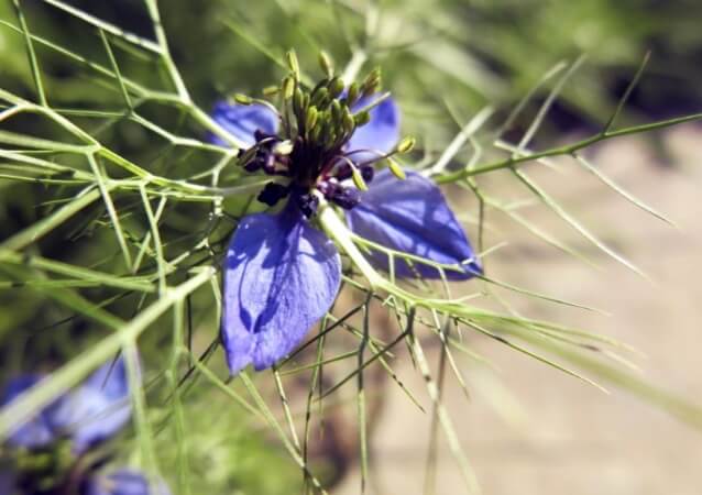 Love-in-a-mist (Nigella damascena) has perfect flowers that contain both female and male parts. 