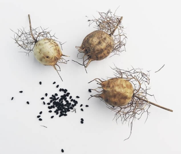 The seed pods of love-in-a-mist are quite beautiful and easy to collect; and the bounty of dark black seeds spreads easily around the garden without your help. 