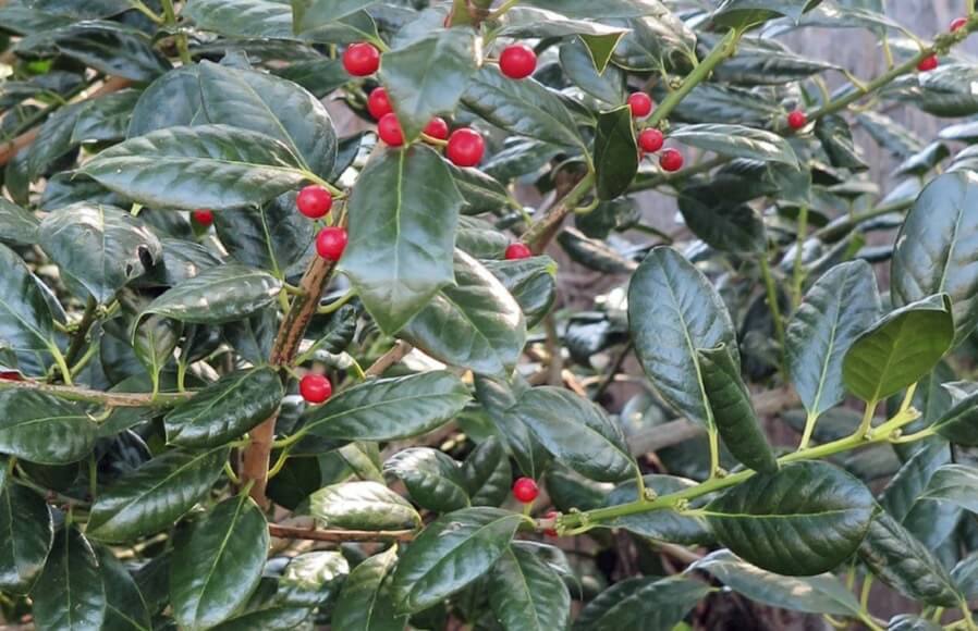 Some species have plants with only male flowers or only female flowers. Only female plants of holly plants produce berries. Once their female flowers are pollinated by pollen from a nearby male plant, berries can develop. 