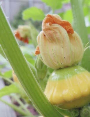 Squash plants produce separate male and female flowers. Baby fruit develops from the ovary, situated just behind a female flower. So, when you see a tiny baby fruit, you know it’s a female flower. 