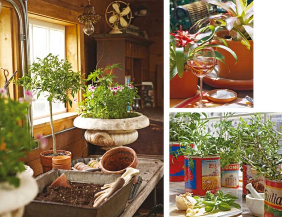 Above left: A sunny window and a few feet of counter space provide a perfect place for plants and potting. Top right:Bromeliads create the festive ambience for a party and last longer than any cut flowers. Above, bottom right: Cans that held imported tomatoes house a kitchen window herb garden.