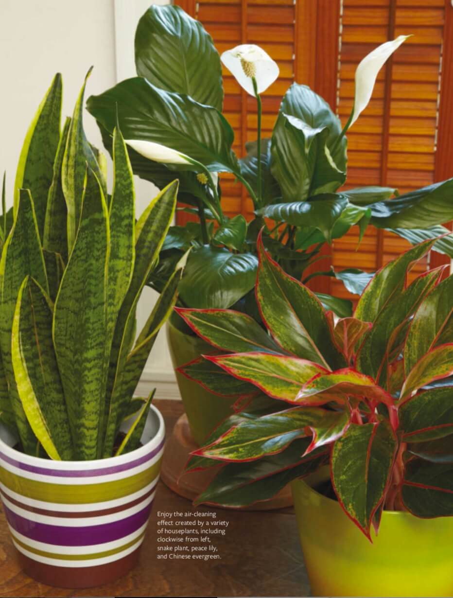 Enjoy the air-cleaning effect created by a variety of houseplants, including clockwise from left, snake plant, peace lily, and Chinese evergreen.