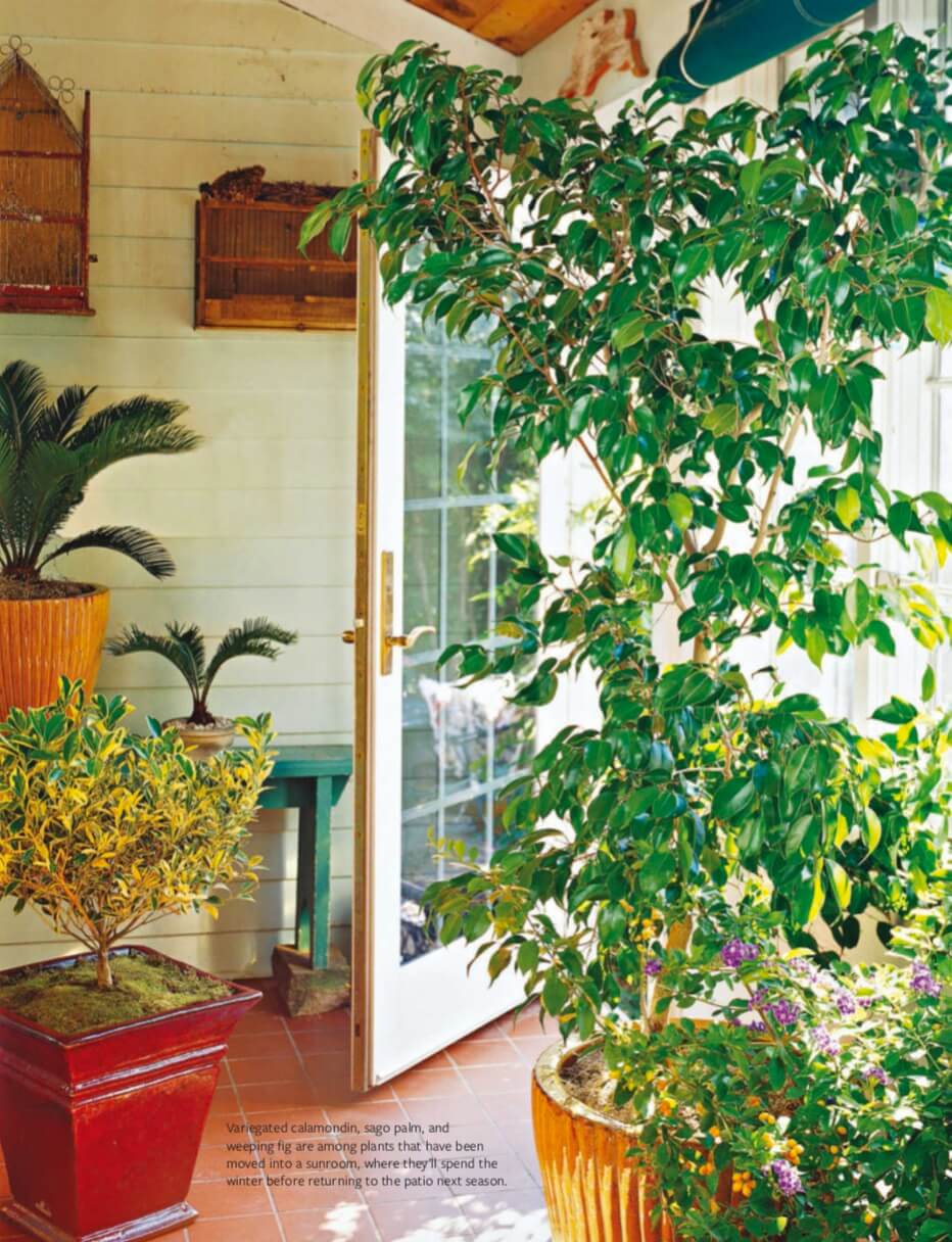 Variegated calamondin, sago palm, and weeping fig are among plants that have been moved into a sunroom, where they’ll spend the winter before returning to the patio next season.