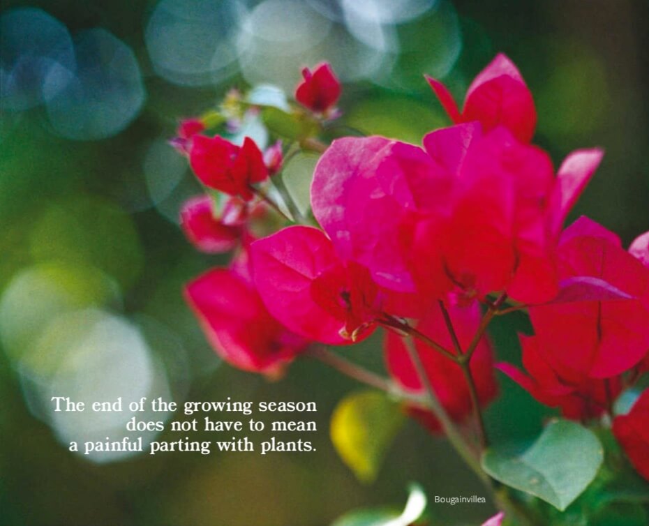 The end of the growing season does not have to mean a painful parting with plants. - Bougainvillea