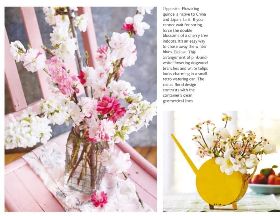 Opposite: Flowering quince is native to China and Japan. Left: If you cannot wait for spring, force the double blossoms of a cherry tree indoors. It’s an easy way to chase away the winter blues. Below: This arrangement of pink-and- white flowering dogwood branches and white tulips looks charming in a small retro watering can. The casual floral design contrasts with the container’s clean geometrical lines.