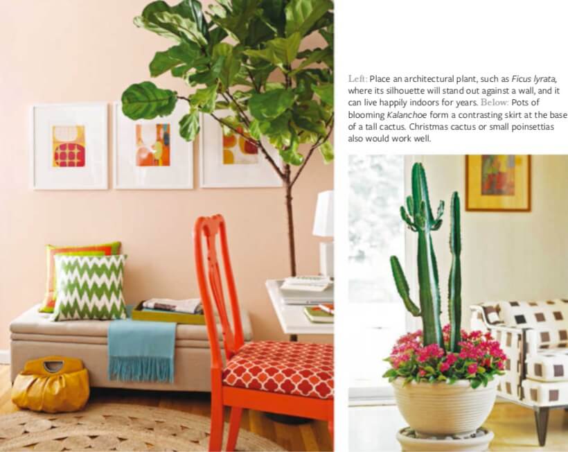 Left: Place an architectural plant, such as Ficus lyrata, where its silhouette will stand out against a wall, and it can live happily indoors for years. Below: Pots of blooming Kalanchoe form a contrasting skirt at the base of a tall cactus. Christmas cactus or small poinsettias also would work well.