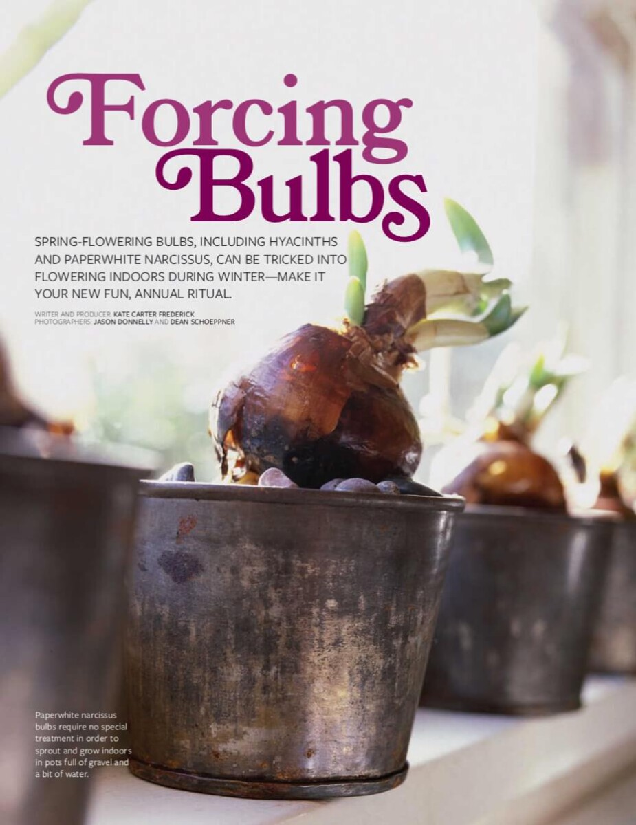 [Ebook] Indoor Gardening Houseplants 2016 USA Magazine – VI – Forcing Bulbs (Thúc củ ra hoa)