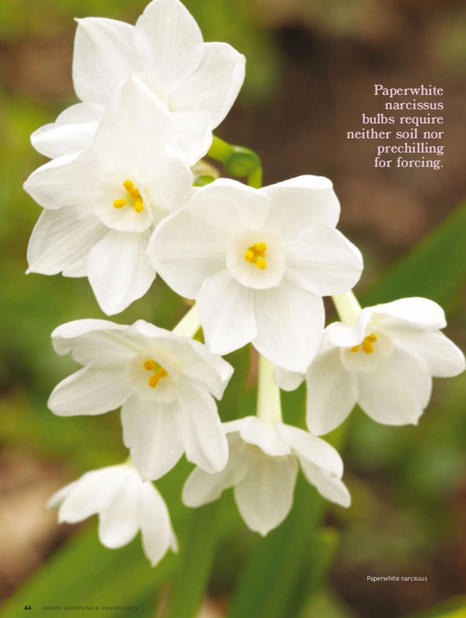 Paperwhite narcissus bulbs require neither soil nor prechilling for forcing