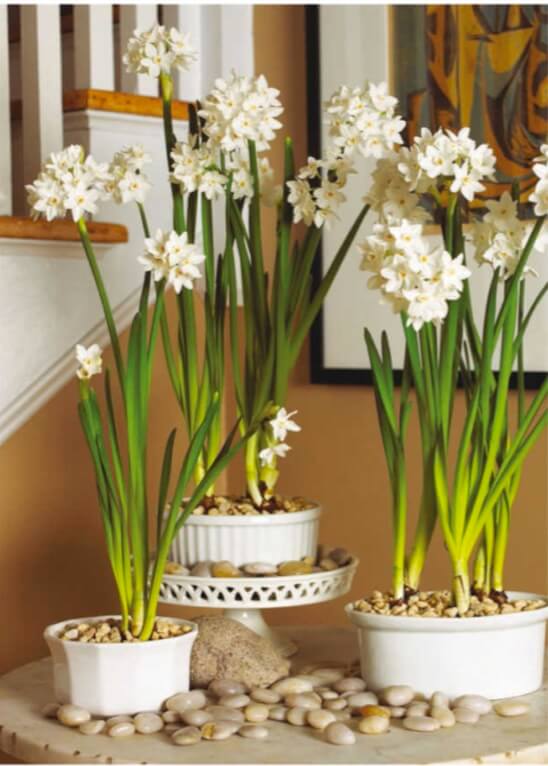 Above: Plant paperwhites in a waterproof container, such as a ceramic dish, which is nonporous and without drainage holes. These tender bulbs cannot survive freezing winter conditions outdoors and will bloom only once. Enjoy their blooms indoors, then let the spent bulbs go to the compost pile.