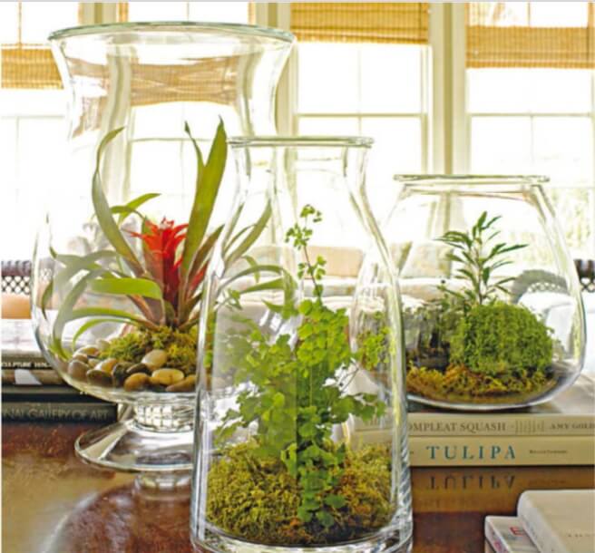 Opposite: Create a terrarium using everyday objects, such as a large clear-glass vase and a plate. If condensation clouds the glass of your terrarium, open the lid or remove the stopper to increase ventilation. Above: Ordinary containers, such as carafes and vases, make ideal terrariums. These showcase (from left) miniature Guzmania, a bromeliad; maidenhair fern and Selaginella; and a mix of Selaginella, button fern, and variegated false aralia.