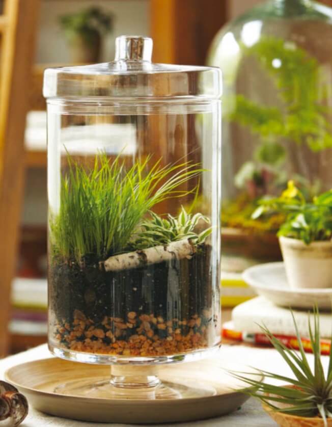 Create a terrarium using everyday objects, such as a large clear-glass vase and a plate. If condensation clouds the glass of your terrarium, open the lid or remove the stopper to increase ventilation.