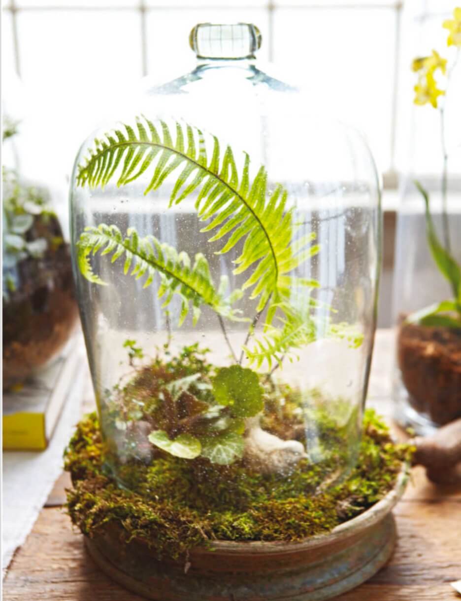  Opposite: It’s a jungle in here. A glass cloche creates a snug, self-sustaining environment for a fern, strawberry begonia, Pilea, and sheet moss. Right: Choose a clear-glass container over colored glass, which filters out some wavelengths of light needed by plants to stay healthy.