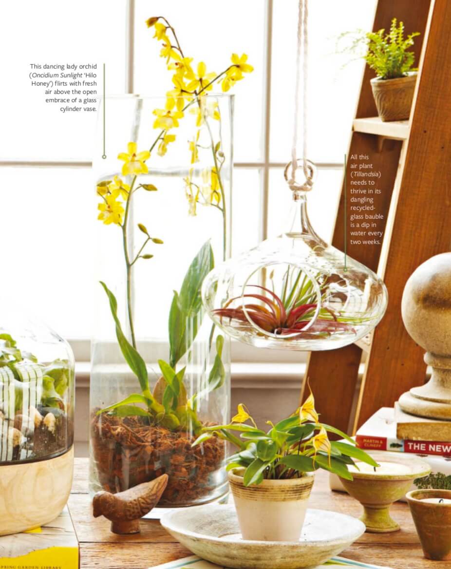  This dancing lady orchid (Oncidium Sunlight ‘Hilo Honey’) flirts with fresh air above the open embrace of a glass cylinder vase. All this air plant (Tillandsia) needs to thrive in its dangling recycled- glass bauble is a dip in water every two weeks. .