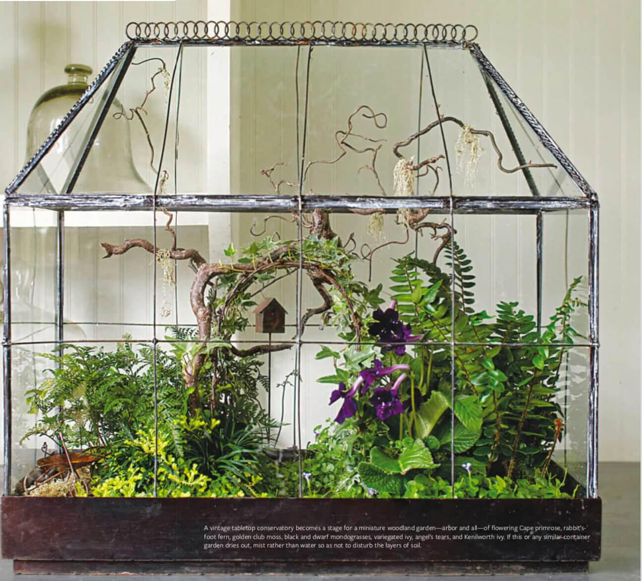  A vintage tabletop conservatory becomes a stage for a miniature woodland garden—arbor and all—of flowering Cape primrose, rabbit’s- foot fern, golden club moss, black and dwarf mondograsses, variegated ivy, angel’s tears, and Kenilworth ivy. If this or any similar container garden dries out, mist rather than water so as not to disturb the layers of soil.