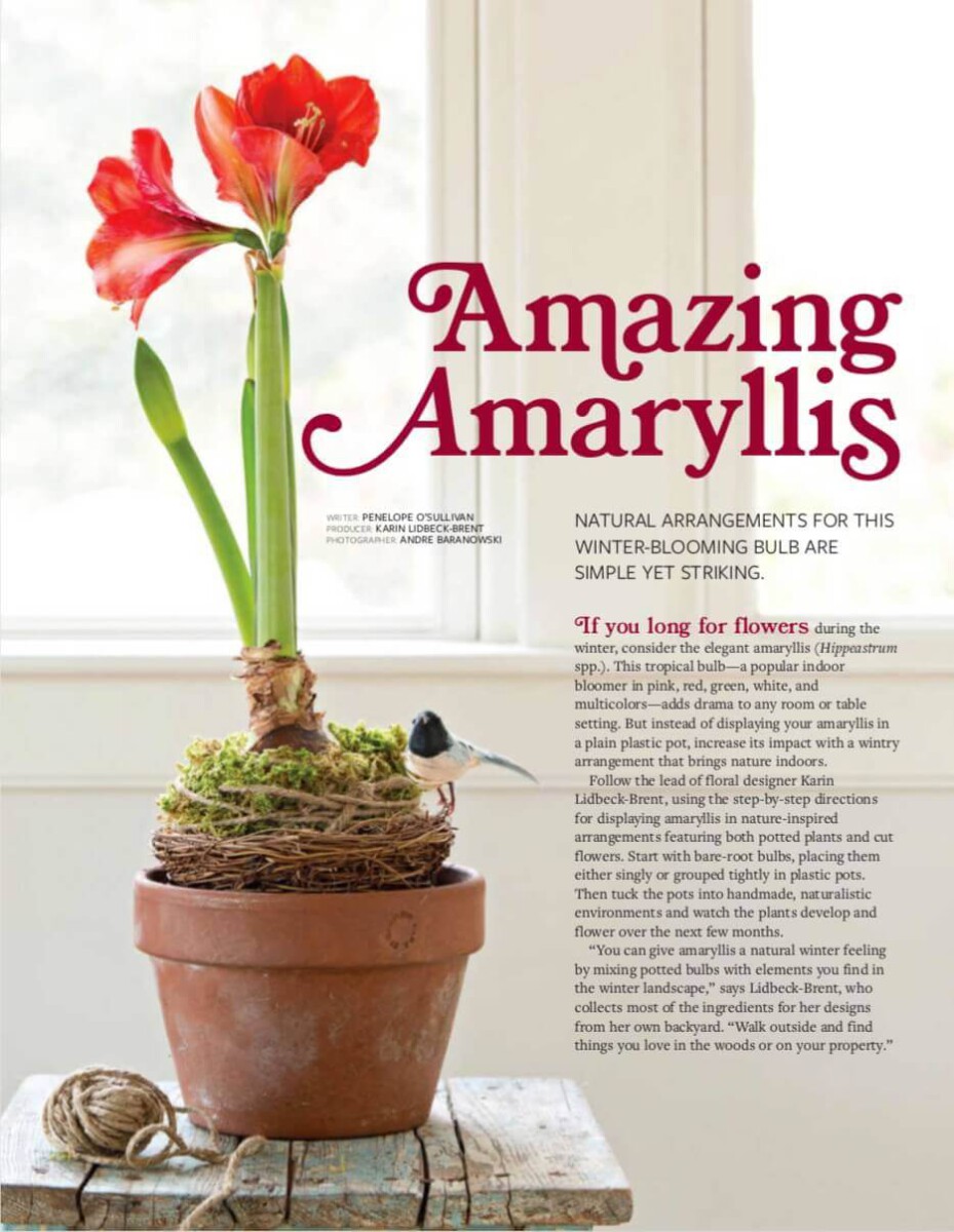 [Ebook] Indoor Gardening Houseplants 2016 USA Magazine – VIII – Amazing Amaryllis (Rực rỡ Hoa Loa Kèn Đỏ)