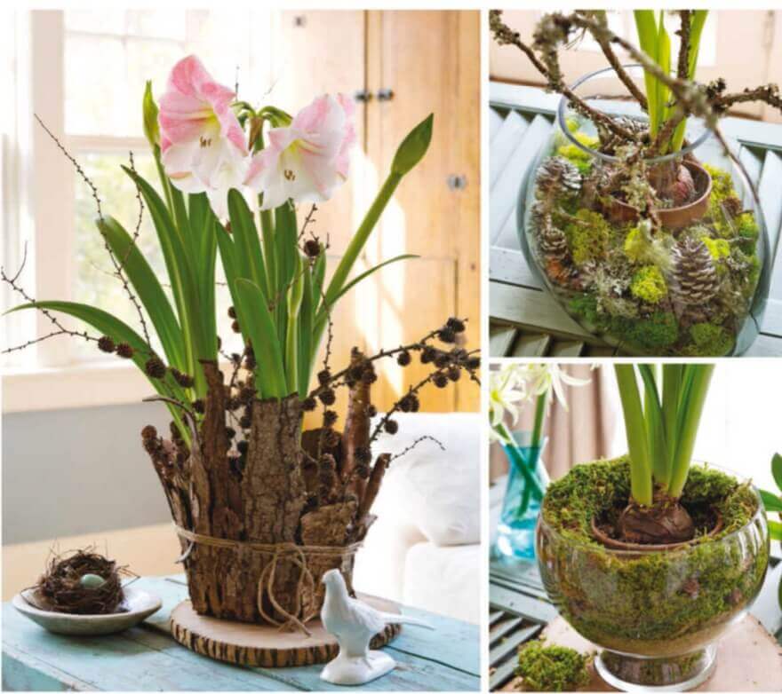  Above left: Use three bulbs of ‘Apple Blossom’ amaryllis in a plastic pot disguised for this earthy arrangement, which also includes bark, branches, and twine. Begin by collecting a few small branches and long, flat bark pieces from a fallen branch. Break the bark into strips taller than your pot. Piece by piece, hot-glue the strips vertically to the container, overlapping them slightly. Wrap twine several times around the container and tie it. Insert stark branches of cones into the soil for a wintry effect. Top right: Find a glass container with an opening wide enough at the top to fit a small or medium potted amaryllis inside. Set the pot in the container. To hold the pot in place as the flower stems grow and bloom, surround the pot with pinecones, twigs, moss, and other natural objects you’ve collected. Also use tall branches to support the stems of ‘Emerald’ amaryllis as they grow. Above right: Use a pot-in-bowl technique to create a balanced arrangement in scale with the tall stems and big blooms of ‘Summertime’ amaryllis. In a large glass bowl, place some moss at the bottom to elevate the potted amaryllis bulb so the top of the pot is roughly the same level as the bowl’s rim. Cover the inside of the glass bowl with moss to hide the pot.