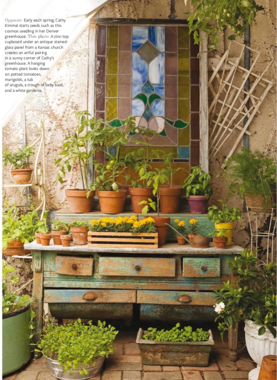  Opposite: Early each spring, Cathy Kimmal starts seeds such as this cosmos seedling in her Denver greenhouse. This photo: A zinc-top cupboard under an antique stained- glass panel from a Kansas church creates an artful pairing in a sunny corner of Cathy’s greenhouse. A hanging tomato plant looks down on potted tomatoes, marigolds, a tub of arugula, a trough of baby basil, and a white gardenia.