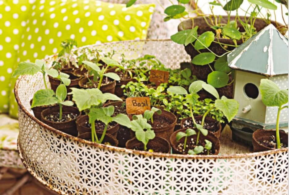 Cucumber, basil, nasturtium, and other seedlings wait for their turn to put down roots in the garden.