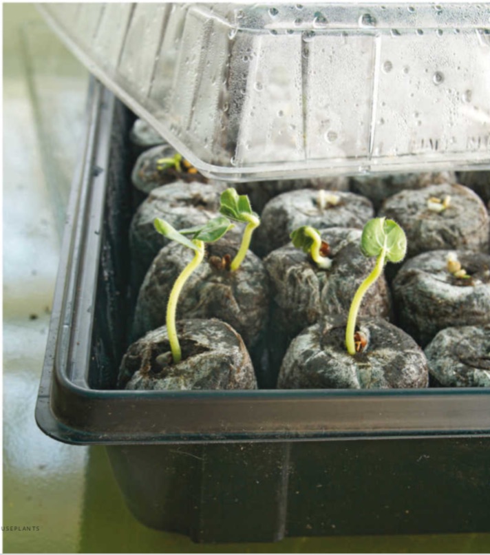 Uncover seedlings once they germinate (sprout). Water seedlings from the bottom, adding water to a watertight tray and allowing the young plants to draw up moisture via their roots. Watering from above and soaking the seed-starting medium may cause seedlings to rot.