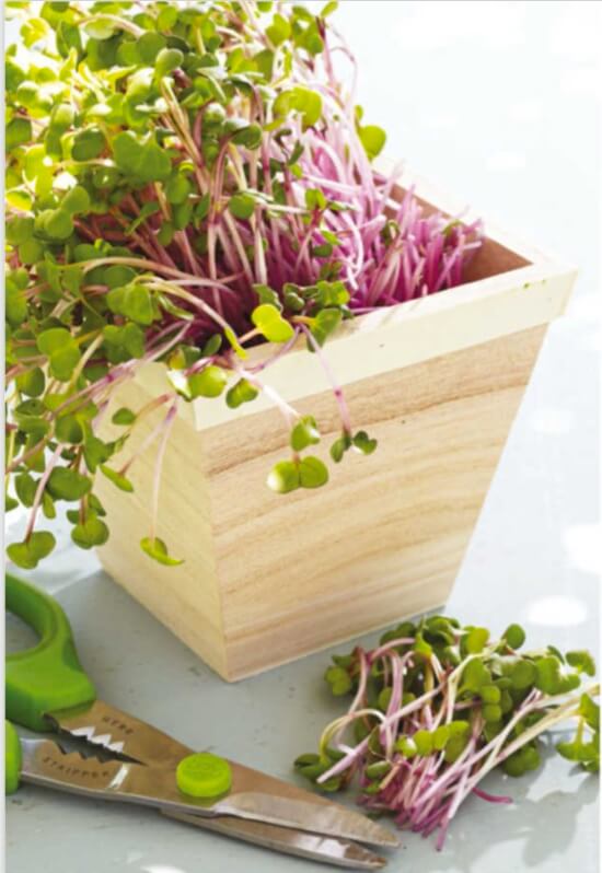 Above: Harvest microgreens when you are ready to use them. Snip the tender stems just above soil level using sharp scissors.