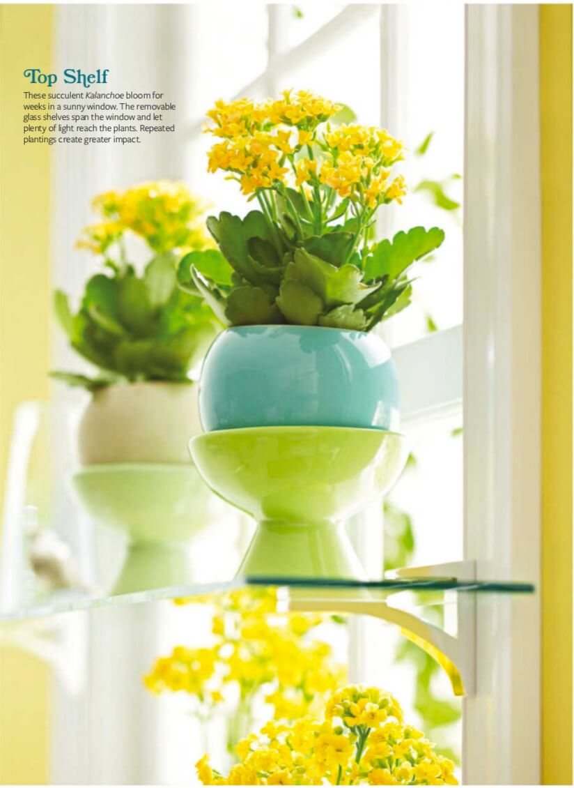  Top Shelf These succulent Kalanchoe bloom for weeks in a sunny window. The removable glass shelves span the window and let plenty of light reach the plants. Repeated plantings create greater impact.