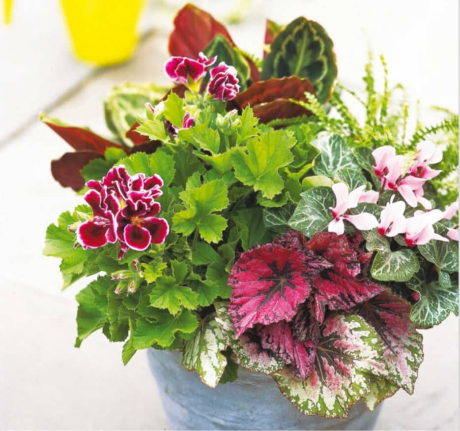 In the Pink Look to houseplants for a wide selection of dramatically textured and colorful foliage. This grouping includes button fern, peacock plant (Calathea), pink geranium, rex begonia, and pink cyclamen. Group three or five plants with similar needs for light and water, and plant them together in a complementary pot at least 14 inches in diameter. Keep this potted garden going year-round. Between late summer and spring, place it indoors in a site where it will receive bright, indirect light. Before you let the potted garden vacation outdoors over the summer, remove the geranium from the pot and transplant it into a separate container. All the plants will have more growing room now. Set the potted garden in a place where it will not receive direct sun. Place the geranium in a partly sunny spot.