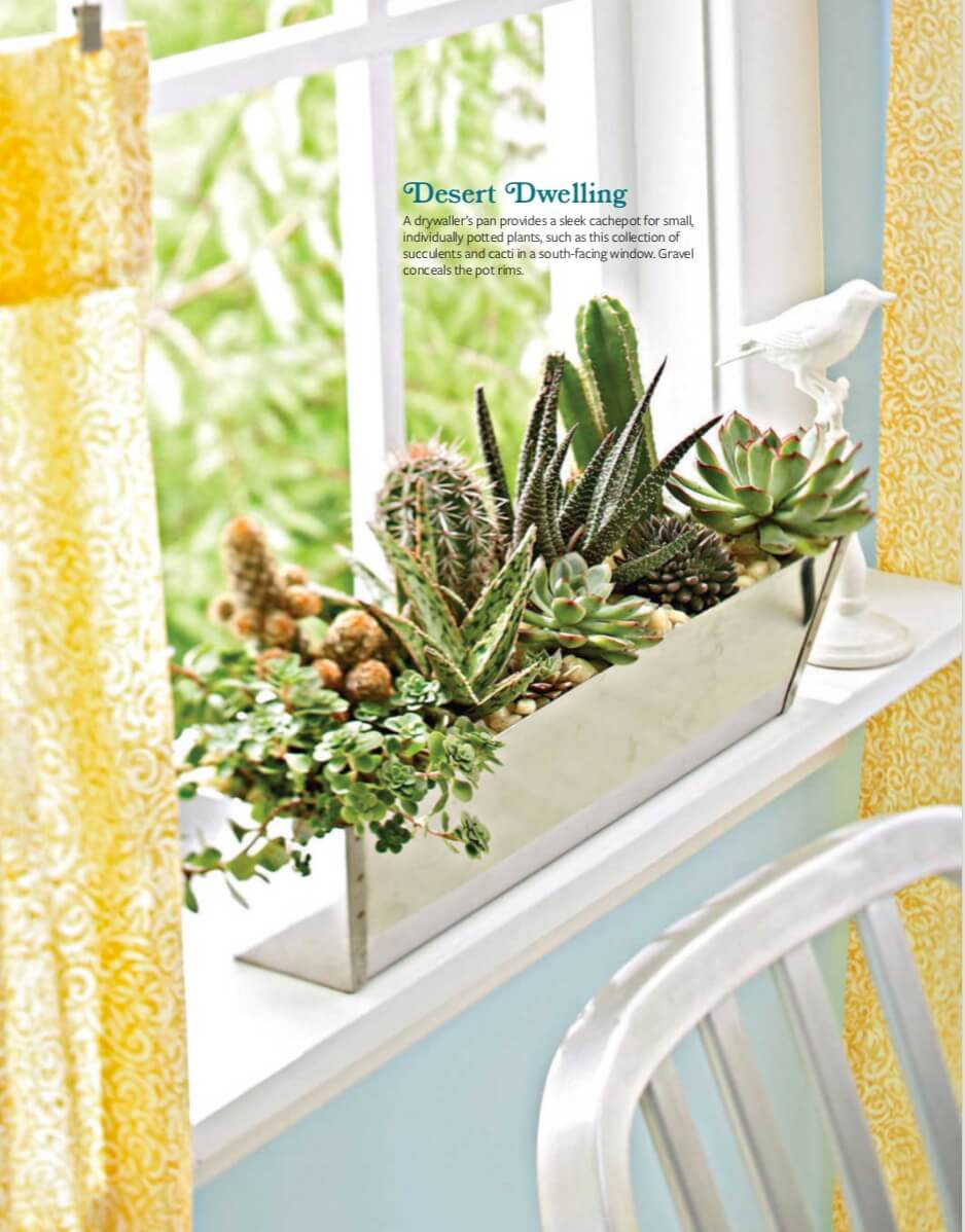 A drywaller’s pan provides a sleek cachepot for small, individually potted plants, such as this collection of succulents and cacti in a south-facing window. Gravel conceals the pot rims.
