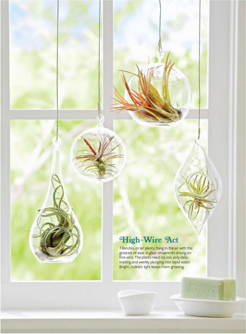 Tillandsia, or air plants, hang in the air with the greatest of ease in glass ornaments strung on fine wire. The plants need no soil, only daily misting and weekly plunging into tepid water. Bright, indirect light keeps them growing.