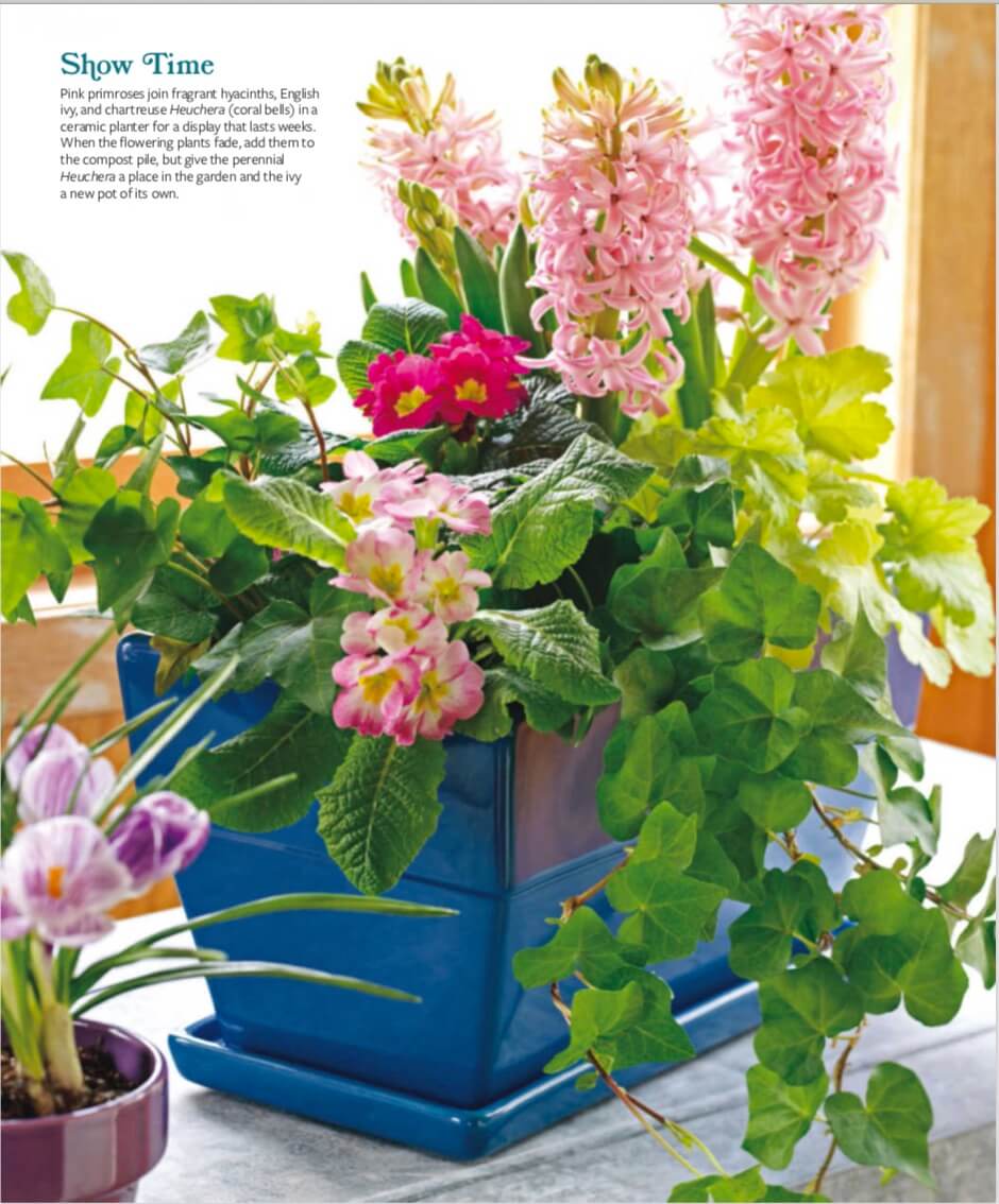 Pink primroses join fragrant hyacinths, English ivy, and chartreuse Heuchera (coral bells) in a ceramic planter for a display that lasts weeks. When the flowering plants fade, add them to the compost pile, but give the perennialHeuchera a place in the garden and the ivy a new pot of its own.