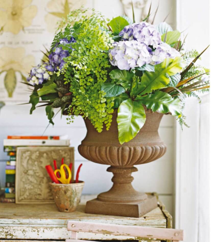 Although greenhouse-grown hydrangeas are gorgeous with their mopheads (whether in blue, purple, pink, or white), they have been raised for a spectacular one-time show indoors. Combine a hydrangea in a spacious pot with varieties of ferns and other houseplants that also like damp conditions. The hydrangea may be willing to move outdoors in spring and adapt to growing in the garden in Zone 6 and warmer.