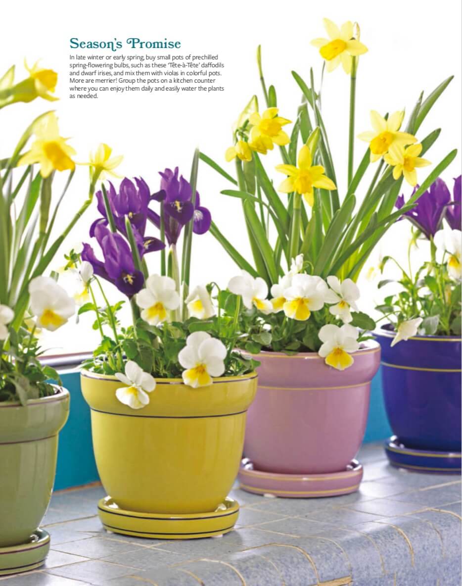 In late winter or early spring, buy small pots of prechilled spring-flowering bulbs, such as these ‘Tête-à-Tête’ daffodils and dwarf irises, and mix them with violas in colorful pots. More are merrier! Group the pots on a kitchen counter where you can enjoy them daily and easily water the plants as needed.