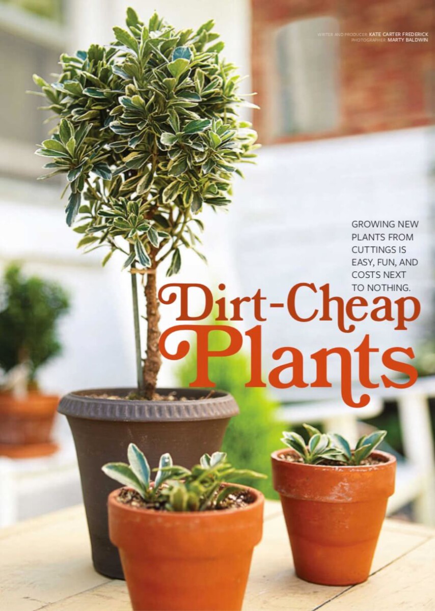 [Ebook] Indoor Gardening Houseplants 2016 USA Magazine – XVII – Dirt-Cheap Plants (Cây rẻ tiền và phổ thông) 