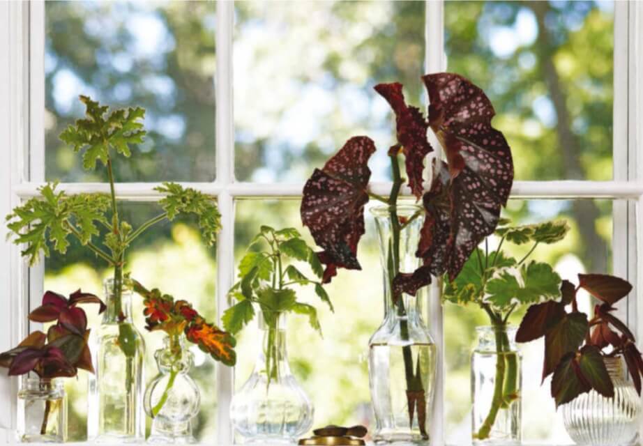 Top: At the end of the growing season, cut tips of plants you’d like to grow again next year and root them indoors in vases of water set in bright, indirect light. Plants that root well in water include Tradescantia, scented geranium, coleus, English ivy, geranium, begonia, and Swedish ivy. When roots develop, pot the cuttings in soil and grow them indoors until it’s time to transplant outdoors in spring. 