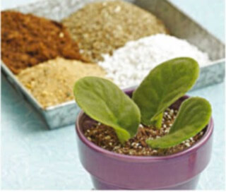 Above: Make a soilless propagating medium that works well for cuttings of leaves, stems, and roots: Mix equal parts sterilized coarse sand, perlite, peat moss, and vermiculite.